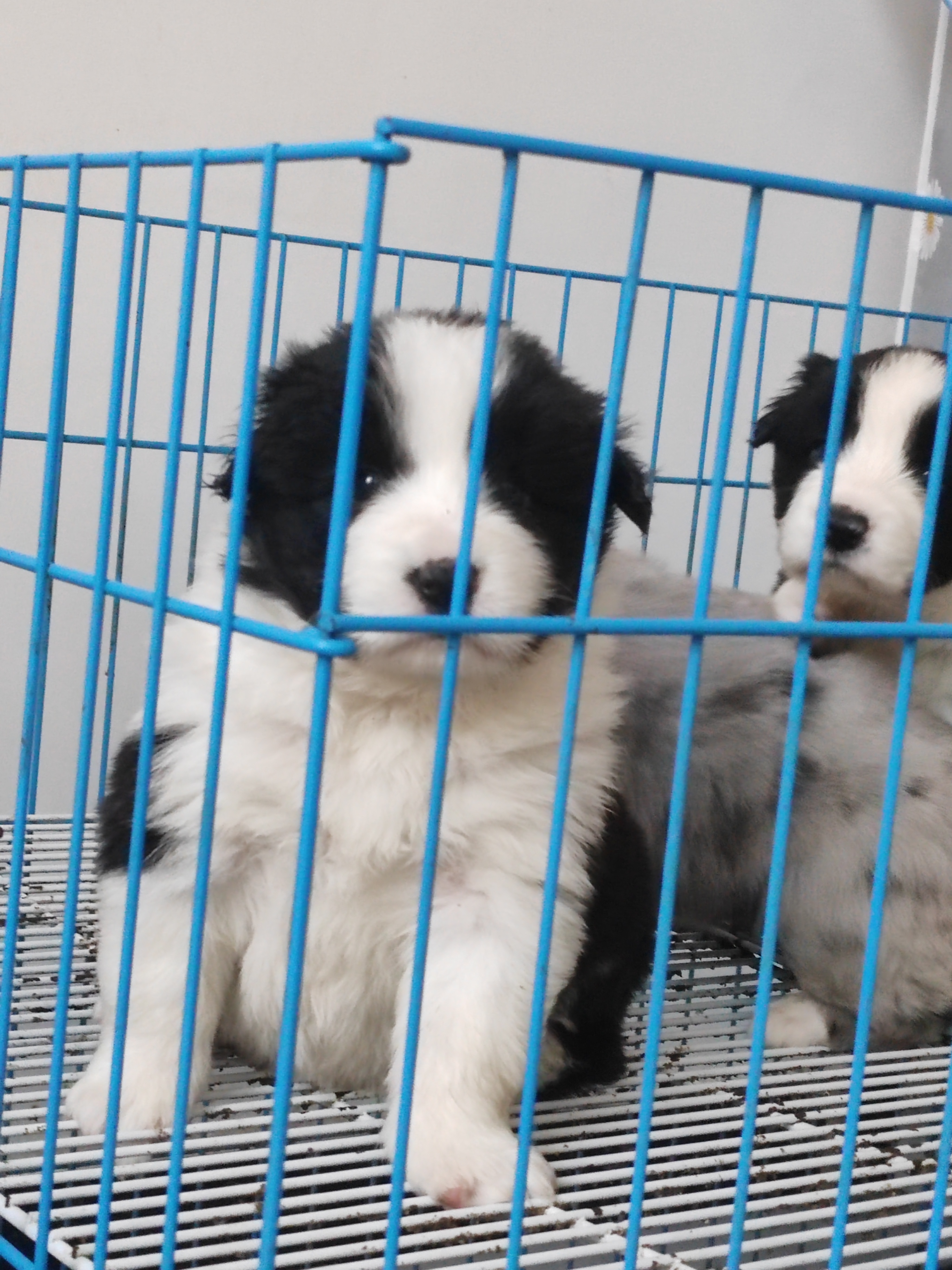 边牧 黑白边牧 陨石边牧双血统大体边牧宝宝